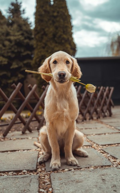 Foto de Luna