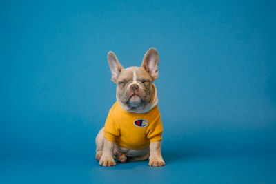 Foto de Milo