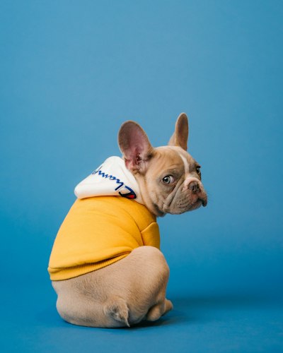 Foto de Rocco