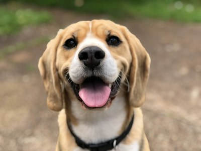 Foto de Teo